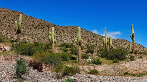 Hilly desert landscape with large cacti under a blue sky, The landscape of the Quebrada with its