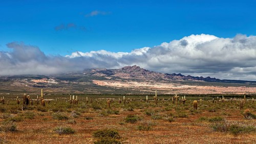 Landscape with numerous cacti under a blue sky, mountains in the background and scattered clouds,