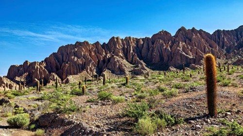 Many cacti in front of an impressive rock formation in a desert landscape, The landscape of the