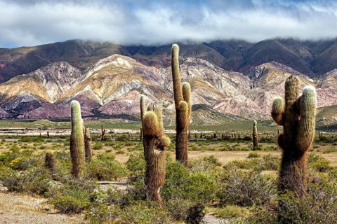 Cacti stand out in a colourful mountain landscape under clouds, The landscape of the Quebrada with