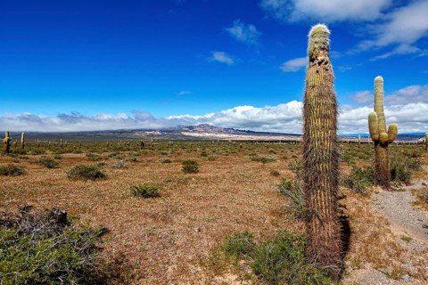 Single cactus in front of a wide desert landscape and horizon with clouds, The landscape of the