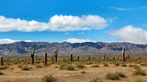 Desert landscape with cacti and mountains under a blue sky with clouds, The landscape of the