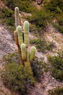 Several cacti in a dry desert landscape on a hill, The landscape of the Quebrada with its large