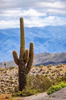 A large cactus in front of a mountain landscape with a cloudy sky, The landscape of the Quebrada