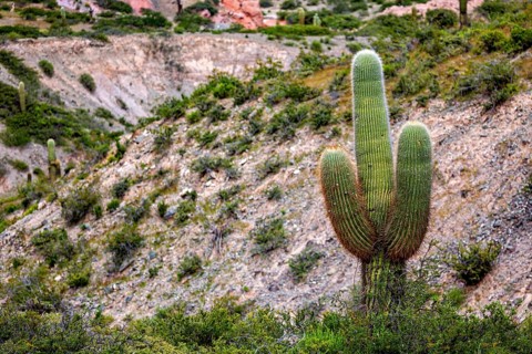A single cactus stands in a hilly and green desert area, The landscape of the Quebrada with its