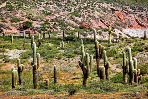 Cacti spread out on a greenish hill with rock formations, The landscape of the Quebrada with its