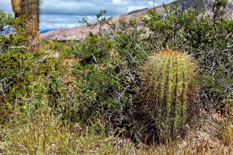 Close-up of a small cactus in dry vegetation with a mountain view, The landscape of the Quebrada