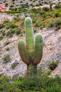 A larger cactus between green bushes on a hill in the desert, The landscape of the Quebrada with