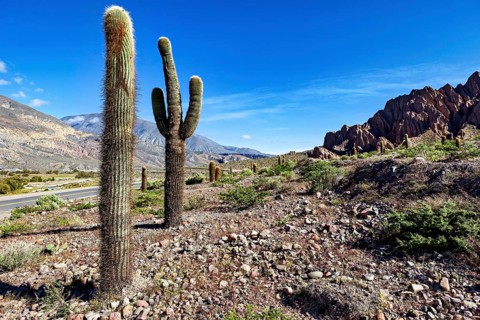 Two large cacti in a dry desert landscape with rocks and a clear sky, The landscape of the Quebrada