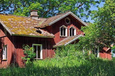Old abandoned red wooden house surrounded by dense overgrown vegetation and trees. Bright sunlight
