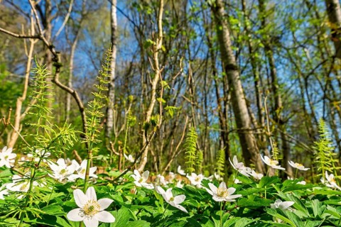 Vibrant spring forest scene featuring a lush carpet of green foliage and blooming white wood