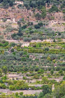 Scenic view at hillside featuring traditional stone walled agricultural terraces planted with olive