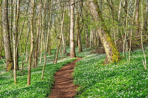 Winding forest path in a serene spring forest with dense green vegetation and a carpet of blooming
