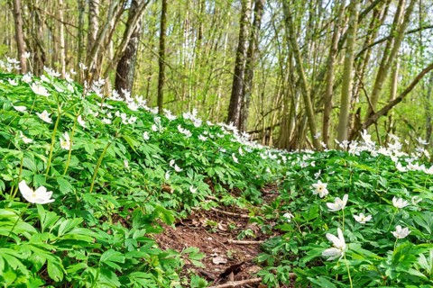 Wood anemon (Anemone nemorosa) in bloom in a serene spring forest with a small path through a dense