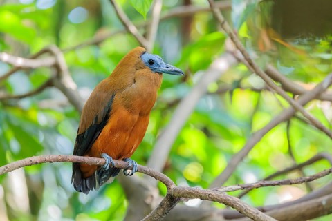 A capuchin bird (Perissocephalus tricolor) sits on a branch in a green tropical forest. It is found