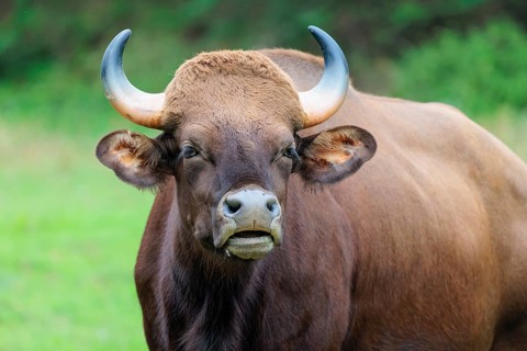Portrait of a male Gaur (Bos gaurus gaurus) on a pasture. Indian subcontinent and Southeast Asia