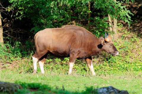 A female Gaur (Bos gaurus gaurus) runs across a green meadow along the forest edge. Indian