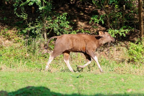 A Gaur calf (Bos gaurus gaurus) runs across a green meadow along the forest edge. Indian