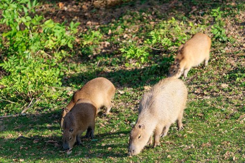 A family of greater capybaras (Hydrochoerus hydrochaeris) grazes on a green meadow next to a river.