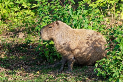 A male greater capybara (Hydrochoerus hydrochaeris) rests in the dense riparian vegetation on the