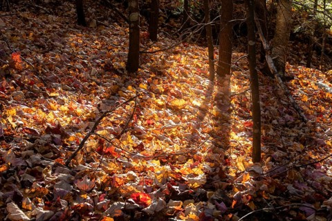 Leaves fallen on the ground in autumn, La Mauricie national park, Region of la Mauricie, Province