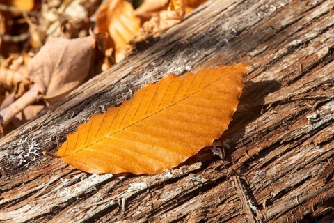 Beech leaf fallen on a cedar trunk, La Mauricie national park, Region of la Mauricie, province of