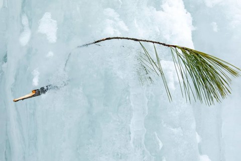 Branch and needles of white pine trapped in the ice, Region of la Mauricie, Province of Quebec,