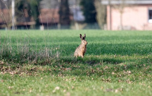 European hare (Lepus europaeus), sitting, meadow, Germany