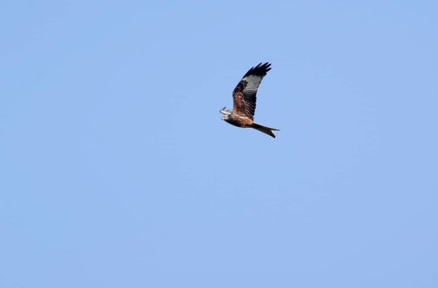 Red kite (Milvus milvus), sky, in flight, wings, plumage