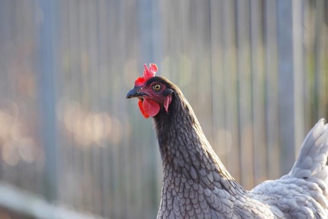 Domestic fowl (Gallus gallus domesticus), hen, portrait, feathers, hen's comb