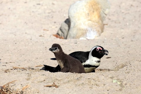 African penguin (Spheniscus demersus), adult, juvenile, chick, nest, beach, Boulders Beach,