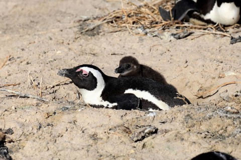 African penguin (Spheniscus demersus), adult, juvenile, chick, nest, guard, beach, Boulders Beach,