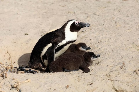 African penguin (Spheniscus demersus), adult, two chicks, nest, beach, Boulders Beach, Simonstown,