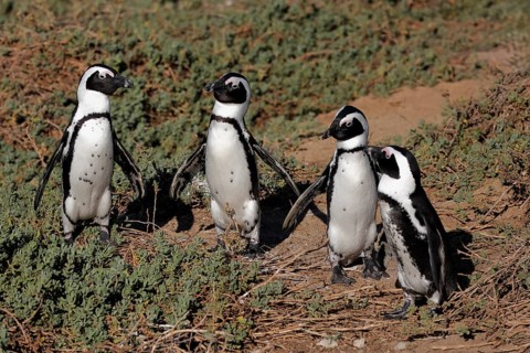 African penguin (Spheniscus demersus), adult, group, on the beach, standing, alert, Betty's Bay,