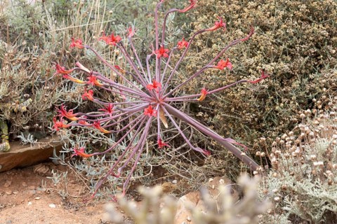 Brunsvigia josephinae, Josephine's lily, candelabra lily, blooming, flower, bulb plant, Karoo