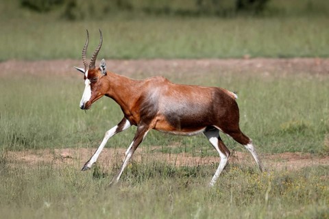Buntbock (Damaliscus pygargus), adult, running, Mountain Zebra NP, Eastern Cape, South Africa,