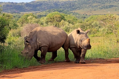 White rhino (Ceratotherium simum), white rhino, adult, two rhinos, foraging, dehorned, horn
