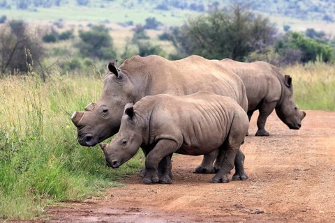 White rhino (Ceratotherium simum), white rhino, adult, juvenile, foraging, group, dehorned,
