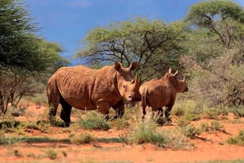 White rhino (Ceratotherium simum), white rhino, adult, female, mother, young animal, foraging,