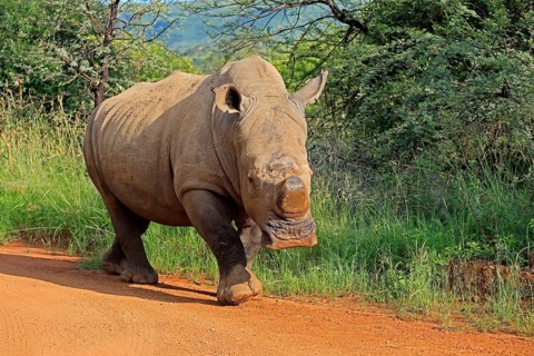 White rhinoceros (Ceratotherium simum), white rhinoceros, adult, running, on track, foraging,