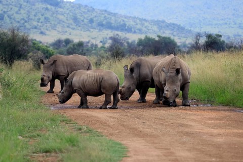White rhino (Ceratotherium simum), white rhino, adult, group, on track, foraging, dehorned, horn