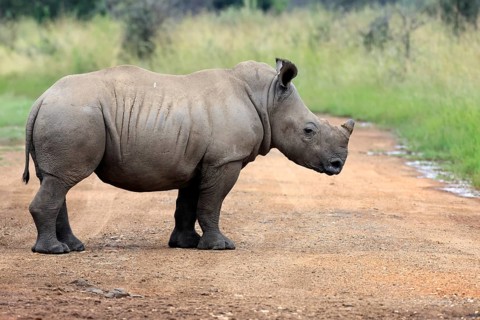 White rhinoceros (Ceratotherium simum), white rhinoceros, young animal, on track, foraging,