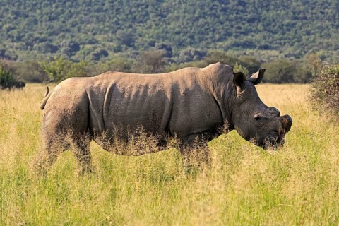White rhino (Ceratotherium simum), white rhino, adult, foraging, dehorned, horn removed,