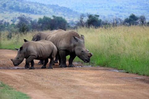 White rhino (Ceratotherium simum), white rhino, adult, female, mother, young animal, dehorned, horn