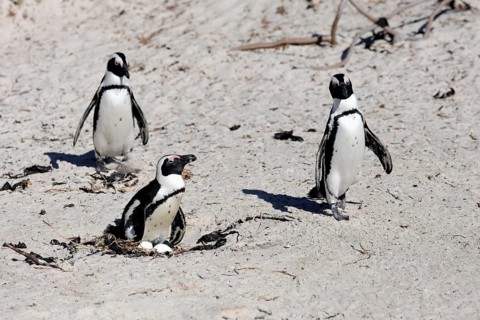 African penguin (Spheniscus demersus), adult, at the nest, clutch, eggs, breeding, beach, Boulders