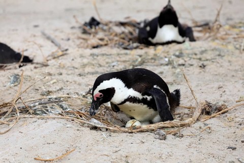 African penguin (Spheniscus demersus), adult, at nest, clutch, egg, incubating, breeding colony,