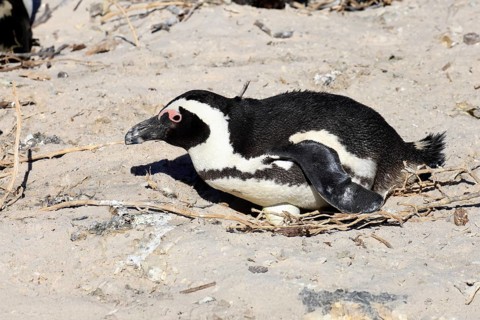 African penguin (Spheniscus demersus), adult, at the nest, clutch, egg, incubating, Boulders Beach,