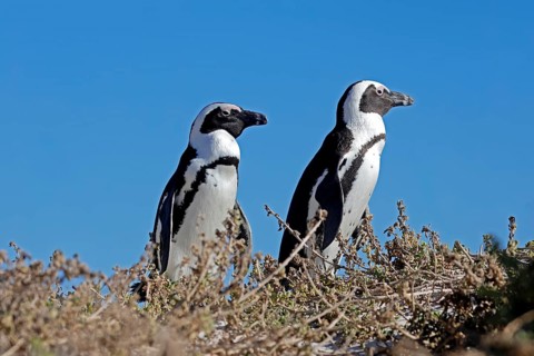 African penguin (Spheniscus demersus), adult, pair, Boulders Beach, Simonstown, Western Cape, South