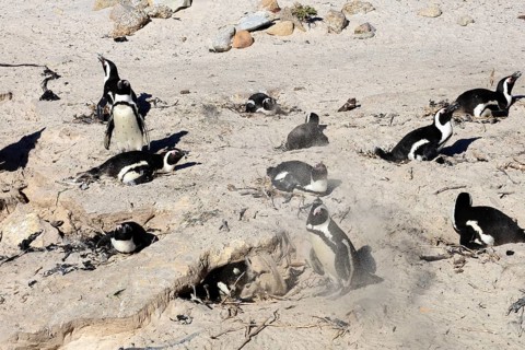 African penguin (Spheniscus demersus), adult, breeding colony, on nest, breeding, beach, Boulders