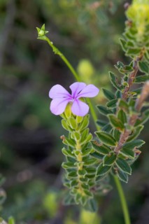 Acmadenia mundiana, blossoms, blooming, shrub, Kirstenbosch Botanic Garden, Cape Town, South